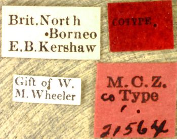 Media type: image; Entomology 21564   Aspect: labels